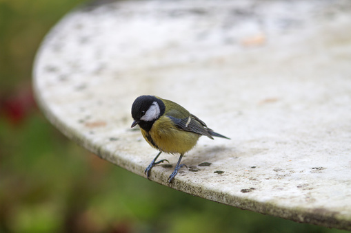 European beautiful great tit, yellow throat and black head feather bird, perched on a table garden over blurred natural background