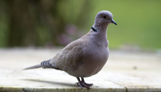 istock birdwatching - collared turtle-dove over blurred green garden background 1305955513