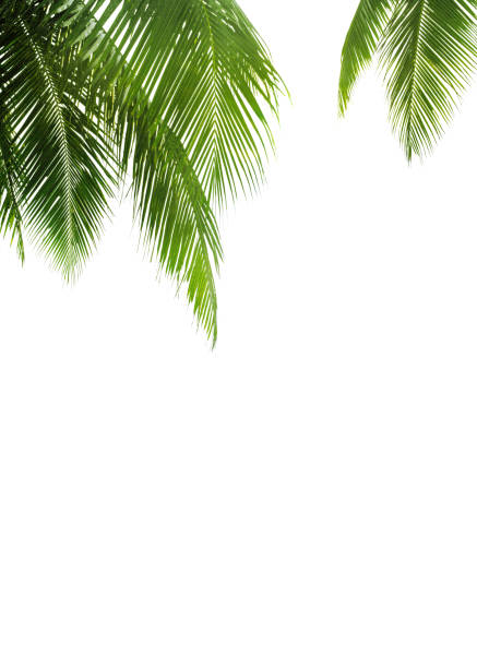 istock Green palm leaves white background isolated closeup, palm leaf corner border, palm branches frame, palm tree, tropical foliage banner, exotic pattern, decoration, design element, empty text copy space 1305956697