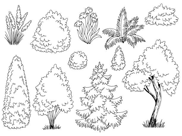 Plant set graphic garden bush black white side view isolated illustration vector Plant set graphic garden bush black white side view isolated illustration vector bush stock illustrations