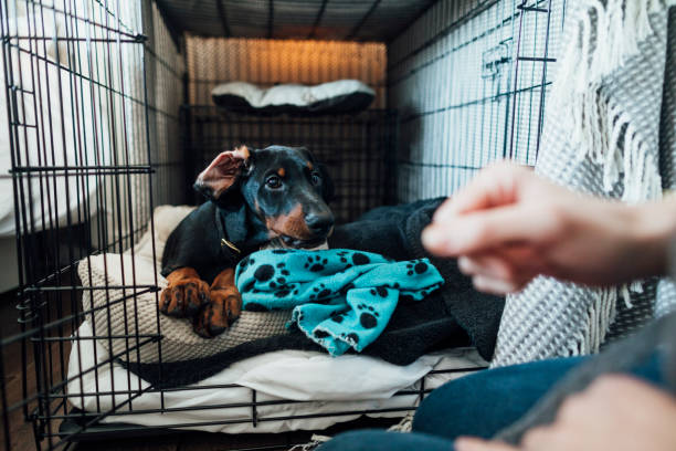 Time to Get Up! Doberman puppy laying in its bed inside a dog cage in the morning. It's in the North East of England. It's being let out. crate photos stock pictures, royalty-free photos & images