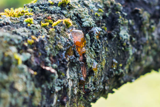 caídas de color naranja brillante de la rama lesionada del cerezo, resina sobre un fondo de corteza de árbol oscuro y musgo - protection animal autumn close to fotografías e imágenes de stock