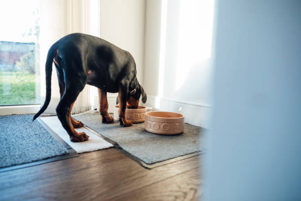 istock Puppy Eating Lunch 1305959079