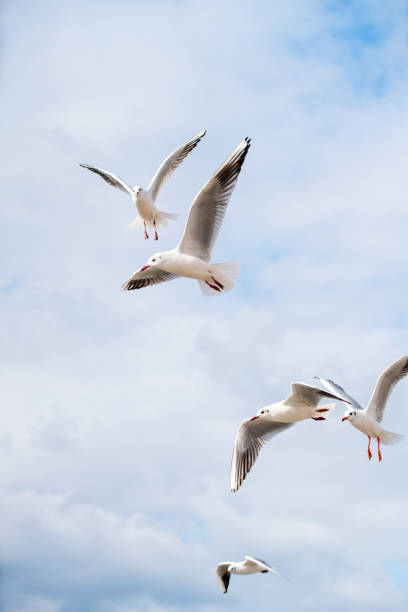 istock Flock of Seagulls in flight 1305959146