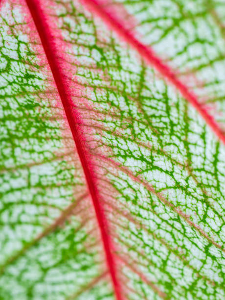 istock Back of Pattern on The Fancy leaved Caladium 1305959178