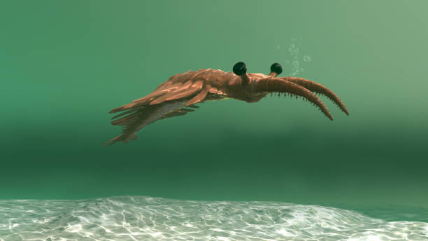 Anomalocaris in the sea