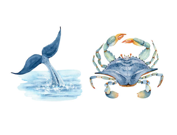 ilustrações, clipart, desenhos animados e ícones de conjunto de ilustrações de aquarela em cauda de baleia estilo marinho no mar e caranguejo azul. mão pintada em fundo branco - fish tail