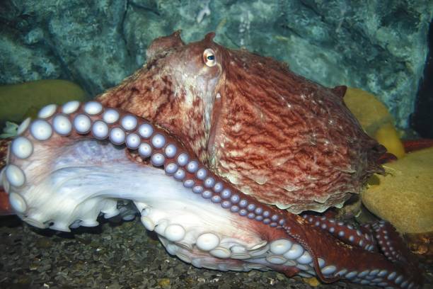 istock Giant Pacific octopus ( Enteroctopus dofleini ),  the largest octopus species, in aquarium. 1305962455