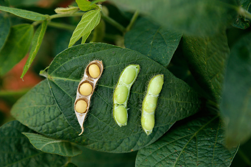 Soybean seeds with soybean leaf in different stages