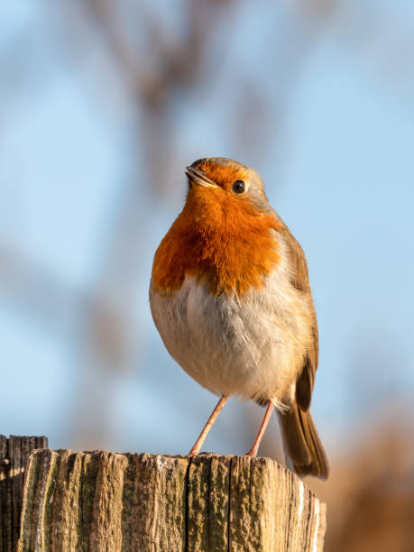 istock European Robin Peched on Top of a Fence Post 1305964551