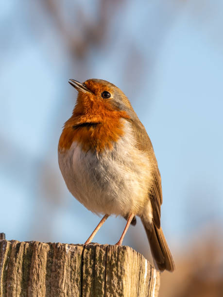 istock European Robin Peched on Top of a Fence Post 1305964572