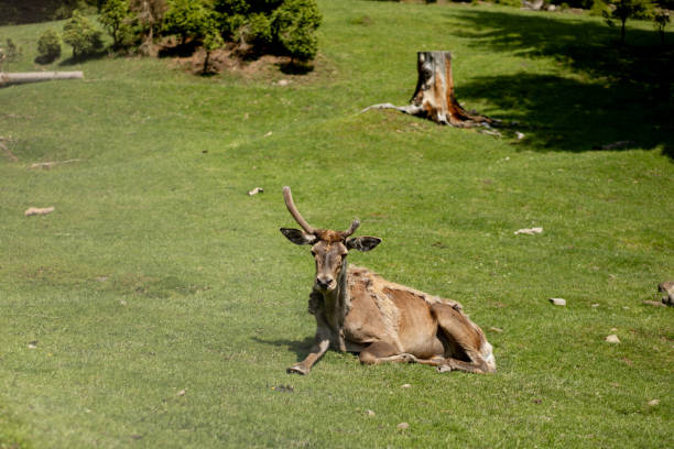 istock old Deer lies on grass on a sunny day 1305964878