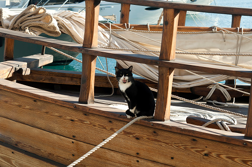 Meowing tuxedo cat sitting on wooden sailboat in sea harbor