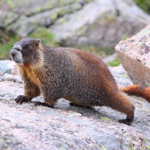 istock Yellow-bellied marmot 1305965151