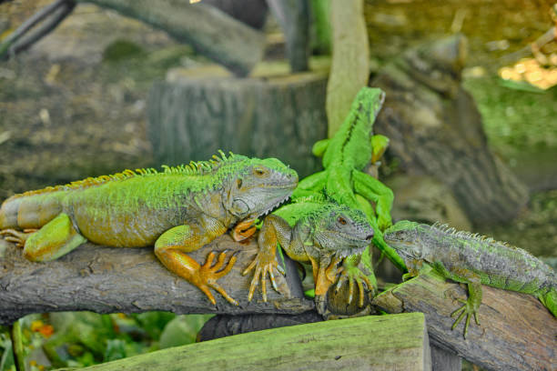 Groups of chameleons standing on a branch made wooden material.