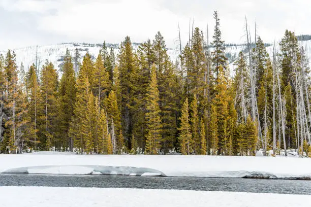The pinetrees on the snow ground in Yellowstone National park, Wyoming, USA