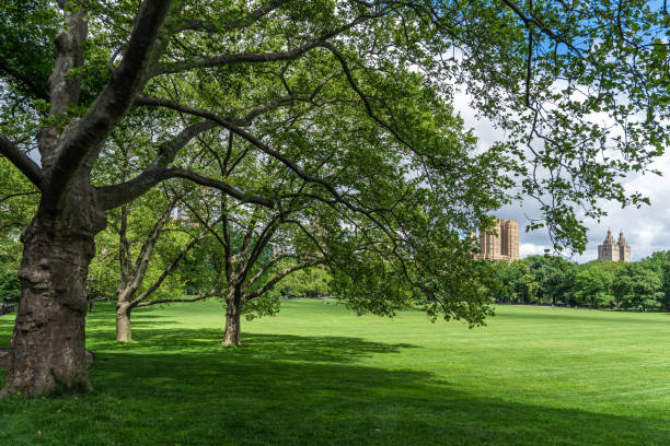 Trees and meadow of New York Central Park