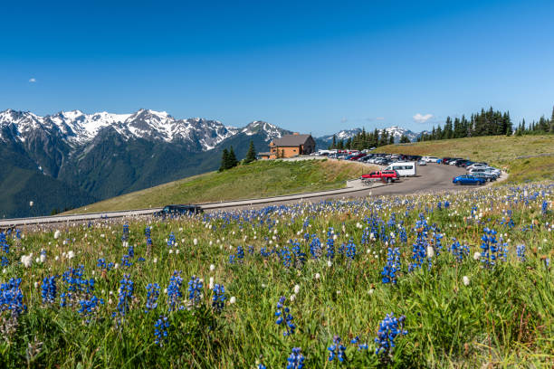 las flores silvestres del mirador hurricane ridge en el parque nacional olímpico, washington, ee.uu. - olympic national park fotografías e imágenes de stock