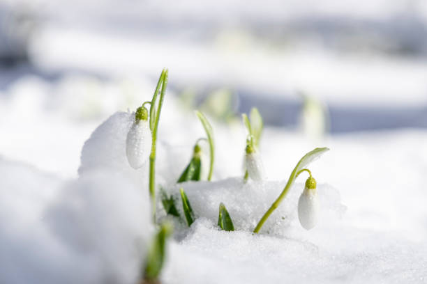 istock Sunrise sunset light on the white tender snowdrops covered snow in the spring forest. Beautiful spring background with copy space 1305969483