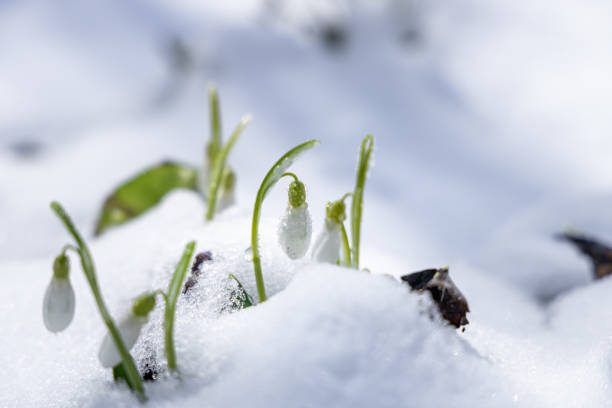istock Sunrise sunset light on the white tender snowdrops covered snow in the spring forest. Beautiful spring background with copy space 1305969489