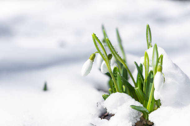 istock Sunrise sunset light on the white tender snowdrops covered snow in the spring forest. Beautiful spring background with copy space 1305969493