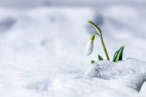 istock Sunrise sunset light on the white tender snowdrops covered snow in the spring forest. Beautiful spring background with copy space 1305969494