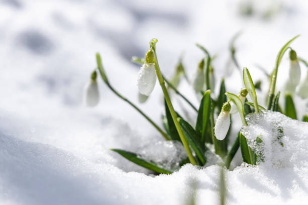 istock Sunrise sunset light on the white tender snowdrops covered snow in the spring forest. Beautiful spring background with copy space 1305969498