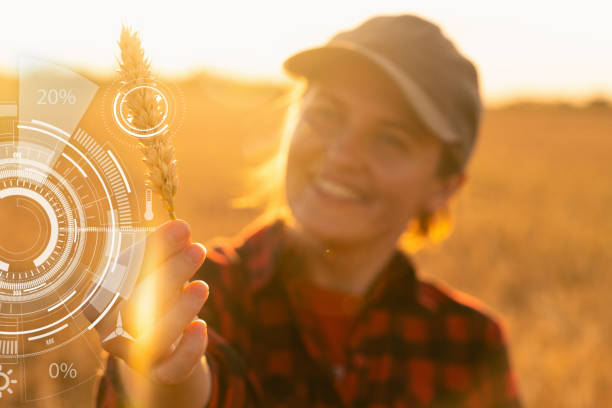 istock Farmer in a wheat field at sunset. Wheat analysis infographics. 1305969710