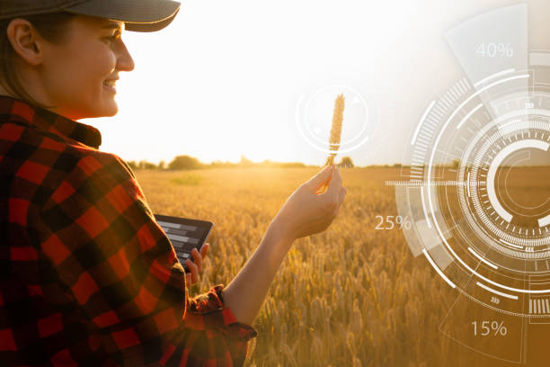 istock Farmer in a wheat field at sunset. Wheat analysis infographics. 1305969712