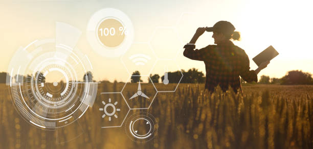 istock Farmer in a wheat field at sunset. Wheat analysis infographics. 1305969735