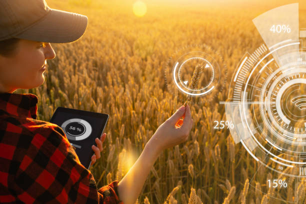 istock Farmer in a wheat field at sunset. Wheat analysis infographics. 1305969743