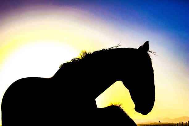 istock Silhouette of black horse at sunset 1305969876