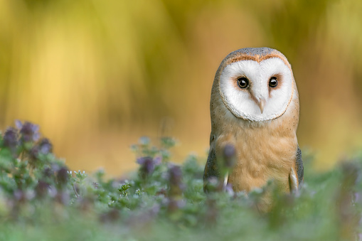 Fine art portrait of Barn owl in the grass