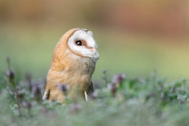 istock The Barn owl in spring season (Tyto alba) 1305970230