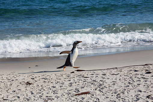 A gentoo penguin (Pygoscelis papua) is running at the beach of Falkland Islands. It is November and a sunny afternoon in the Sub-Antarctic region.