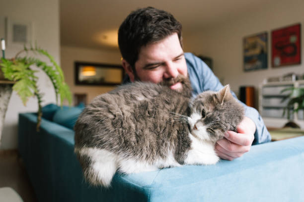 istock Man stroking his relaxed cat on sofa 1305971246