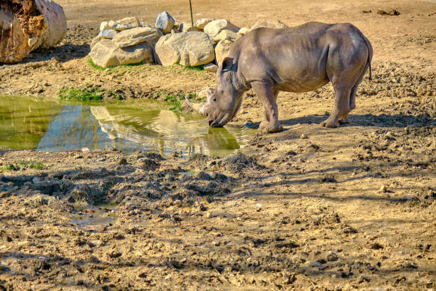 istock Great one horned rhinoceros. 1305971387