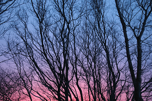 Hardwood trees silhouetted against dusk skies.