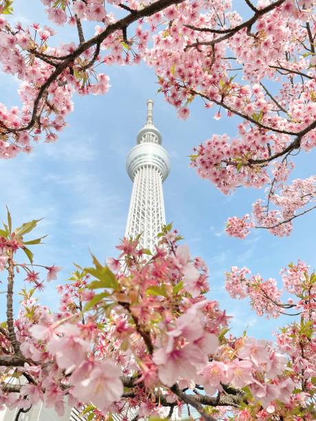 istock Tokyo Sky Tree with Cherry Blossoms 1305972489