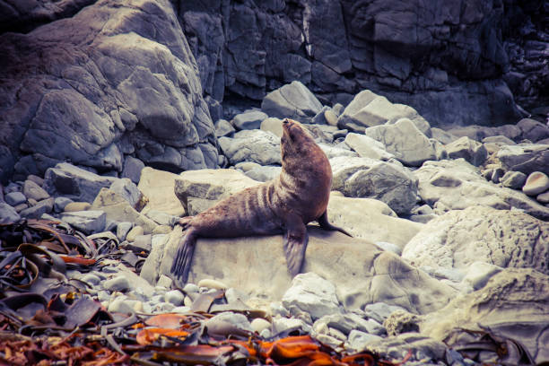 Sea lion stretching