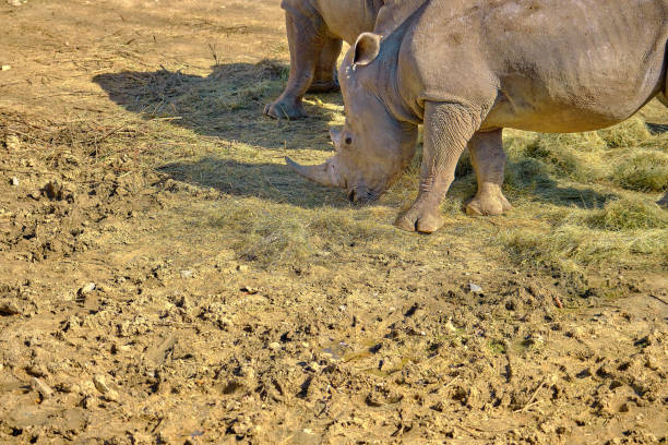 The zoo is a fantastic oasis of wildlife, where animals from different parts of the world have found their home.