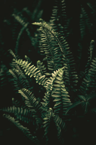 istock Green leaf with dew on dark nature background. 1305973338