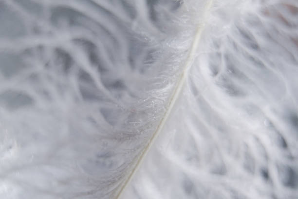 istock beautiful white bird feather close-up, macro, tenderness 1305974055
