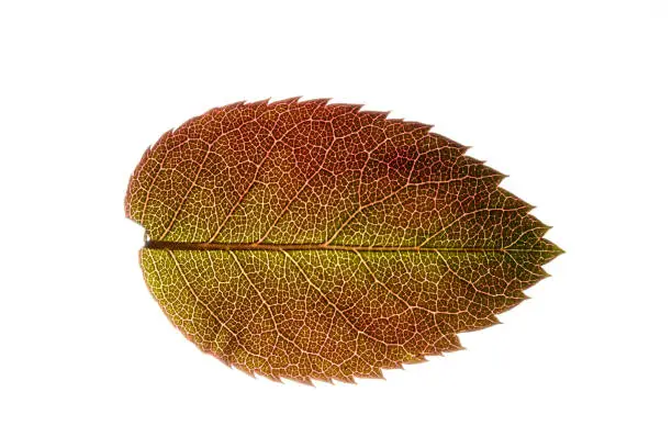 rose leaf backlit on isolated white background.