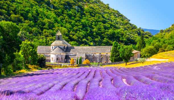 セナンク修道院ゴルドプロヴァンスラベンダーフィールドノートルダム・ド・セナンク、咲く紫ブルーのラベンダーフィールドリュベロンフランス。ヨーロッパ - notre ストックフォトと画像