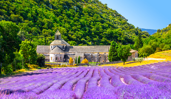 Senanque Abbey Gordes Provence Lavender fields Notre-Dame de Senanque, blooming purple-blue lavender fields Luberon France. Europe
