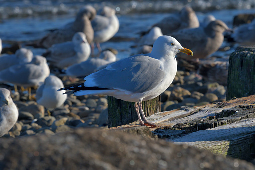 Seagull gathering at low tide along jetty on Long Island Sound, at Burying Hill Beach in Westport, Connecticut. The bird on the jetty is an adult herring gull.