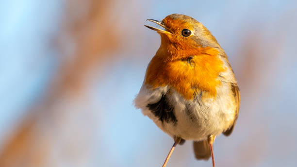 istock European Robin Perched on Top of a Fence Post 1305976161