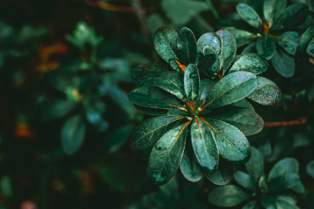 Green leaf with dew on dark nature background.