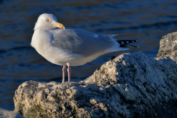istock Seagull on rock next to inlet, turning head 1305976422